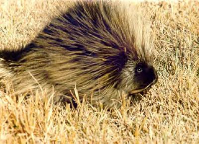 Porcupine